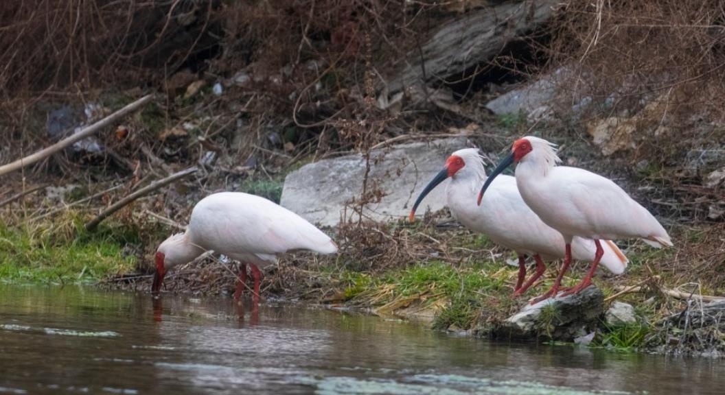 白羽蹁跹舞云台 生态康县朱鹮来
