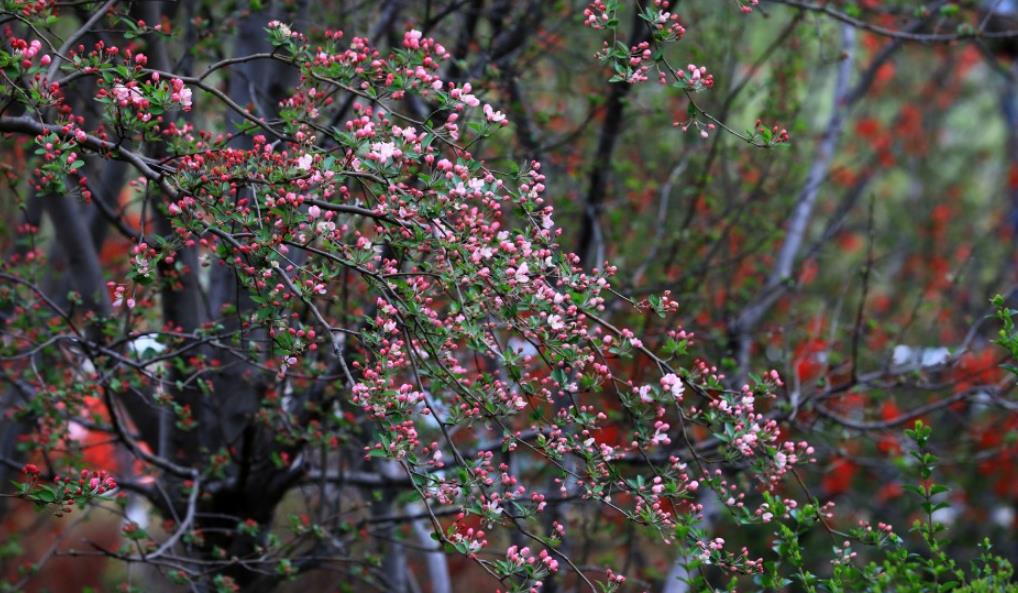 气温回升春满园 陇南湿地百花艳
